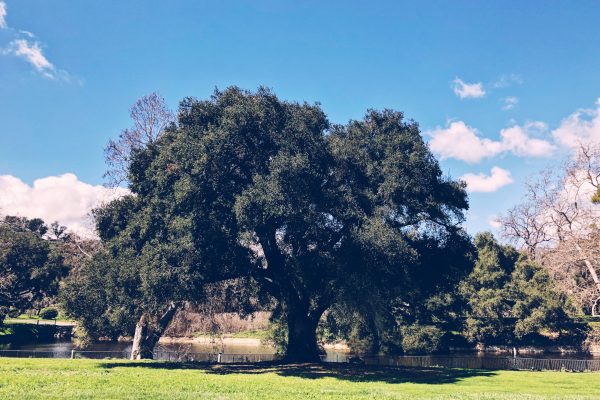 King Gillette Ranch - Wedding Tree
