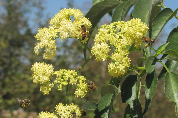 Sambucus-flowers-with-bees-view