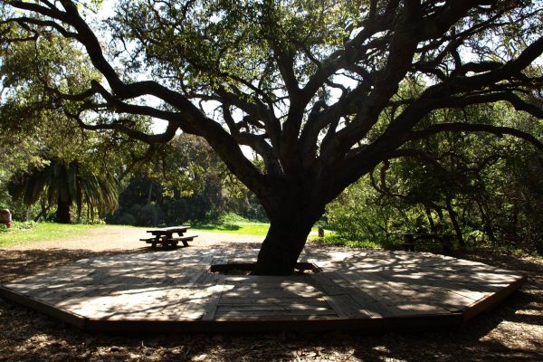 Temescal Oak Tree