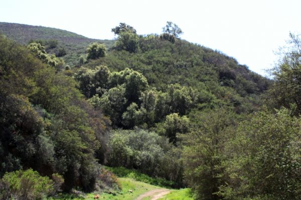 Cameron Nature Preserve at Puerco Canyon