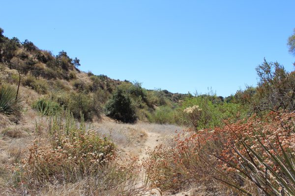 Altadena Crest Trail connector project site